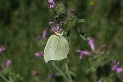 Gonepteryx farinosa