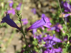 Penstemon heterophyllus