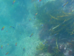 Chromis punctipinnis