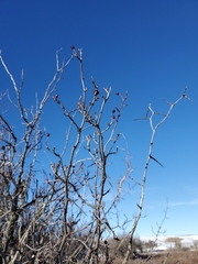 Amelanchier alnifolia