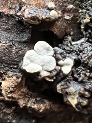 Xylobolus frustulatus