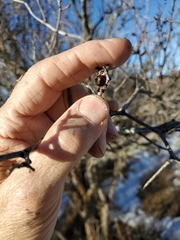 Amelanchier alnifolia