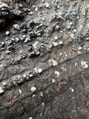 Xylobolus frustulatus