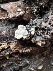 Xylobolus frustulatus