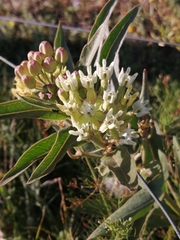 Asclepias mellodora