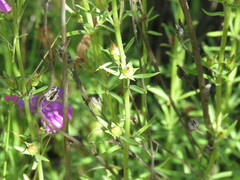 Penstemon heterophyllus