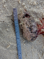 Rhodomelaceae