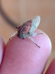Metcalfiella