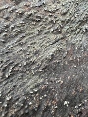 Xylobolus frustulatus