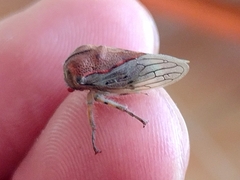 Metcalfiella