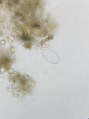 Euglyphidae