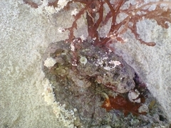 Rhodomelaceae