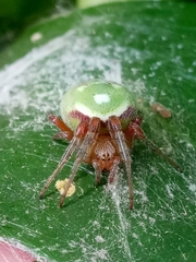 Araneus lathyrinus