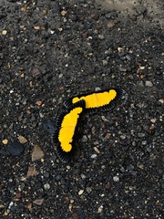 Xanthyris flaveolata