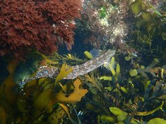 Heterostichus rostratus