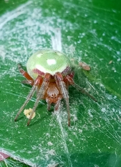 Araneus lathyrinus
