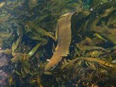 Heterostichus rostratus