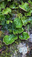 Peltigera britannica