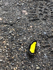 Xanthyris flaveolata