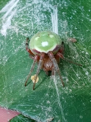 Araneus lathyrinus