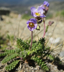 Polemonium