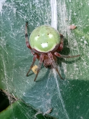 Araneus lathyrinus