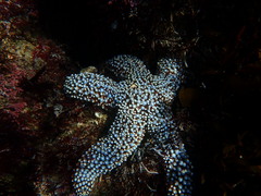 Pisaster giganteus