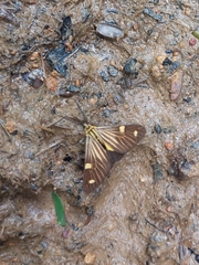 Phaeochlaena lampra