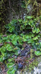 Peltigera britannica