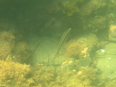 Halichoeres semicinctus