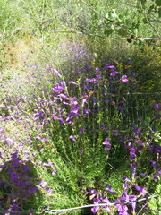 Penstemon heterophyllus