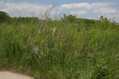 Euphorbia salicifolia