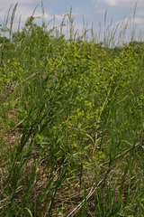 Euphorbia salicifolia