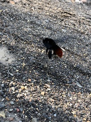 Xylocopa frontalis