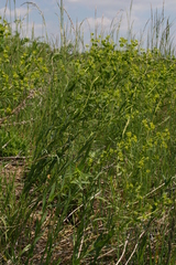 Euphorbia salicifolia