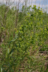 Euphorbia salicifolia
