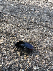 Xylocopa frontalis