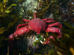 Taliepus nuttallii