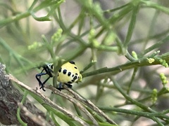 Commius elegans