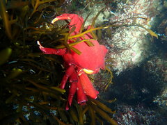 Taliepus nuttallii