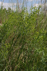 Euphorbia salicifolia