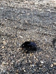 Xylocopa frontalis