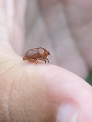 Heteroptera