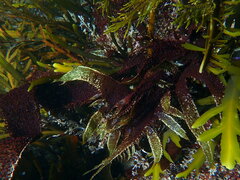 Chondracanthus spinosus