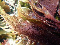 Chondracanthus spinosus
