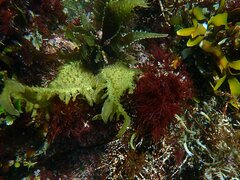 Chondracanthus spinosus