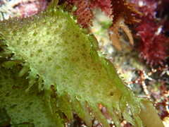 Chondracanthus spinosus