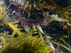Chondracanthus spinosus
