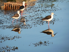 Himantopus himantopus