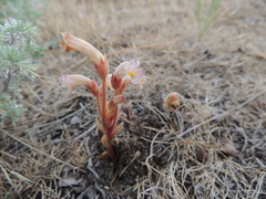 Aphyllon fasciculatum